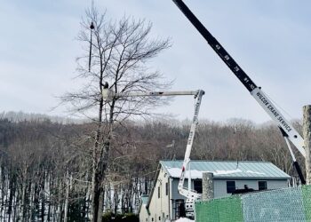 Tree Removal Cost: What to Expect and How to Save on Stump Grinding and Removal