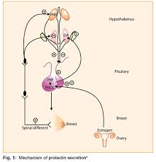 Prolactinomas: Impact on Menstrual Health and Fertility Efficacy