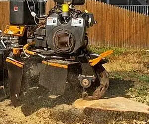 Understanding Tree Removal Cost: What You Need to Know