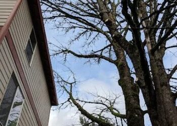Aspen Tree Service, LLC