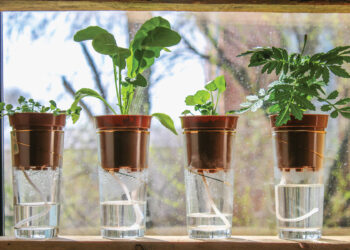 No More Guesswork: How to Choose the Best Self-Watering Planters for Reliable Results